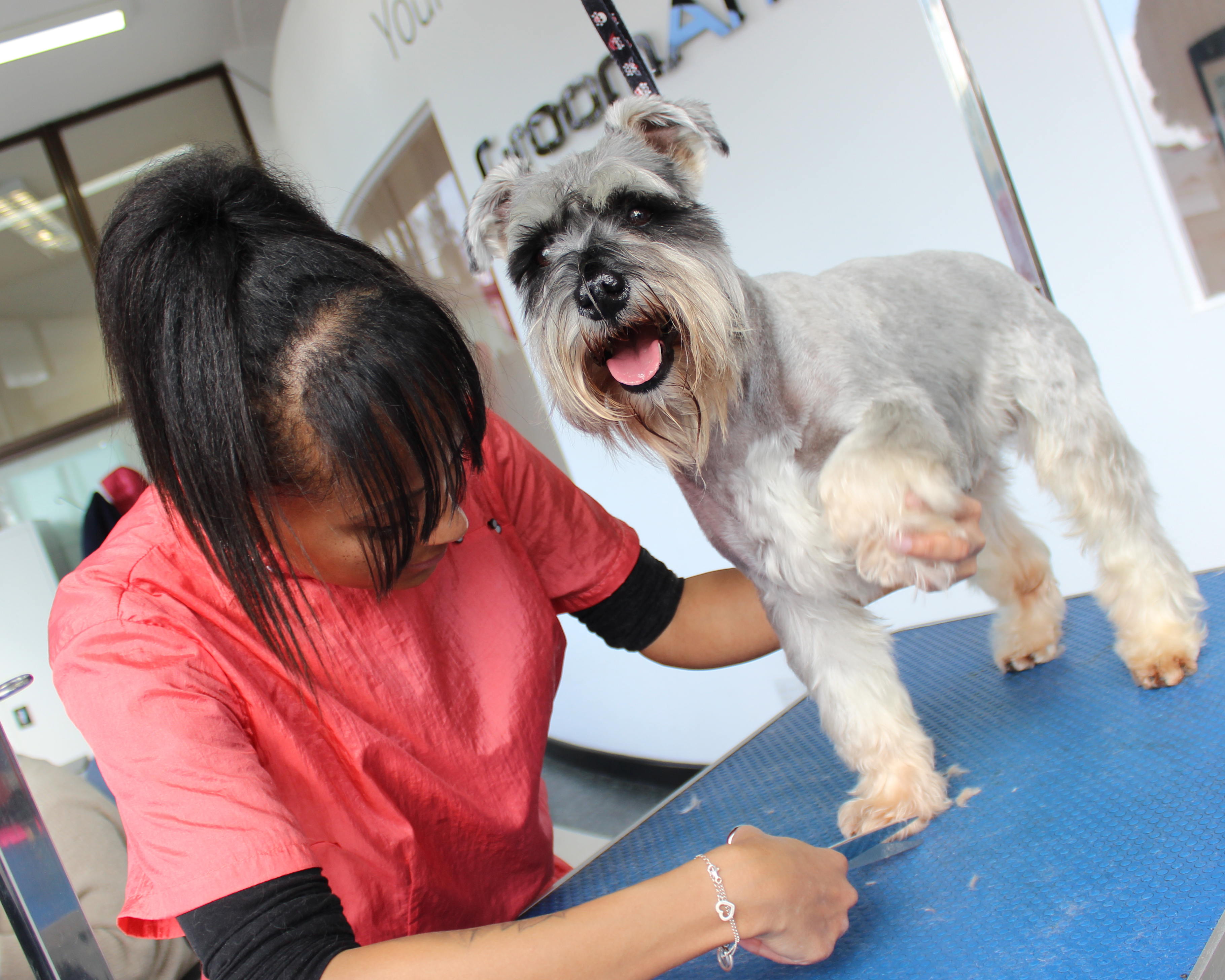 grooming schnauzer feet